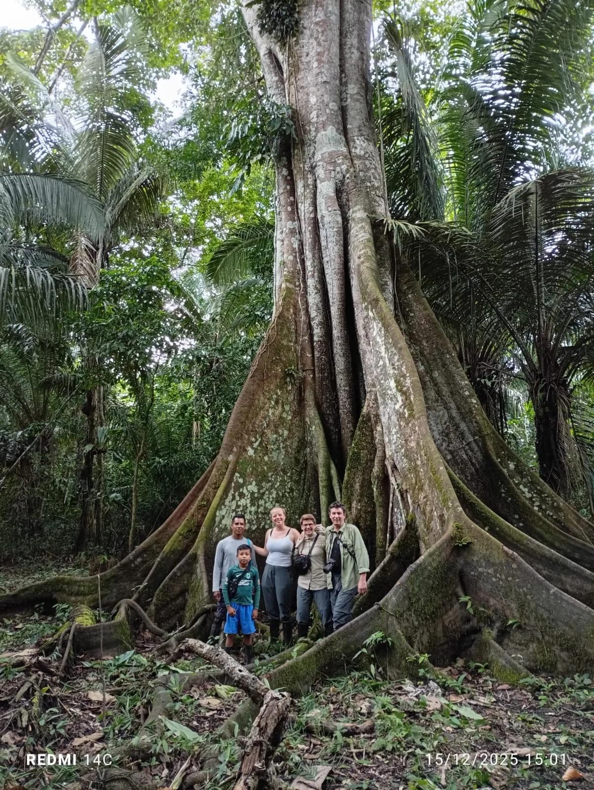 Visitantes al pie de un árbol gigante en Vista Alegre, Perú