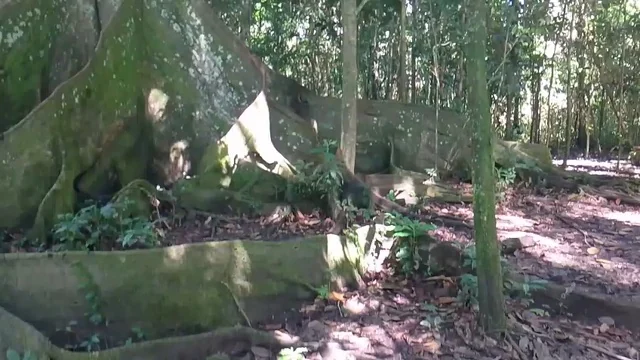 Las raíces y el entorno de una ceiba gigante en Altamira
